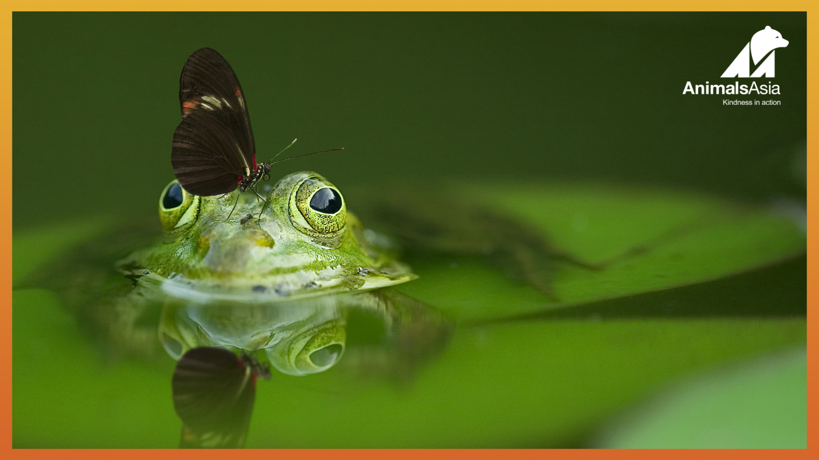 ONE LIFE: Frogs and toads